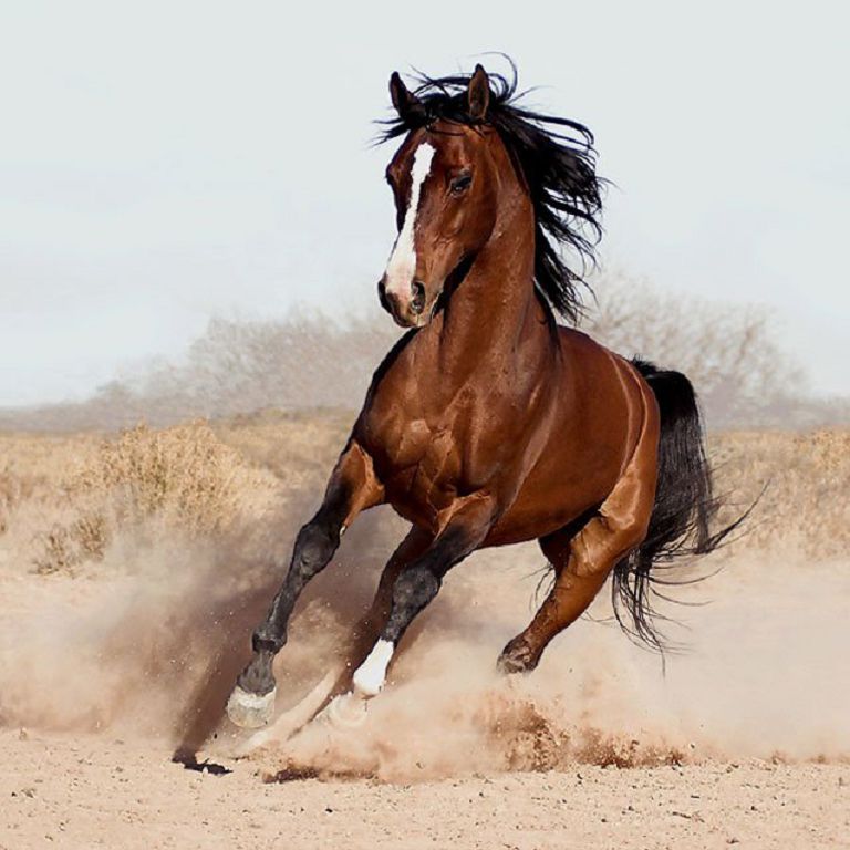 تايبۋرىلدىڭ شابىسى