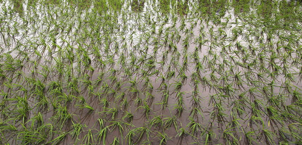 سۋ تاپشىلىعىنا ۇرىنباۋ كەرەك