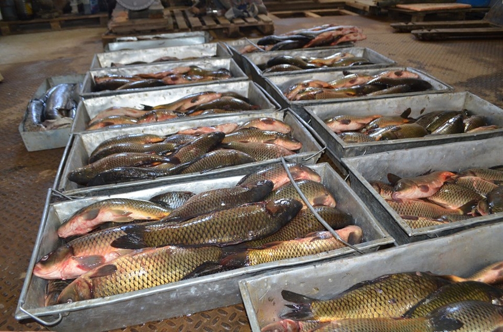 قىزىلوردادا بالىقتىڭ سازان, اق امۋر جانە ءدوڭماڭداي تۇرلەرى ءوسىرىلىپ جاتىر