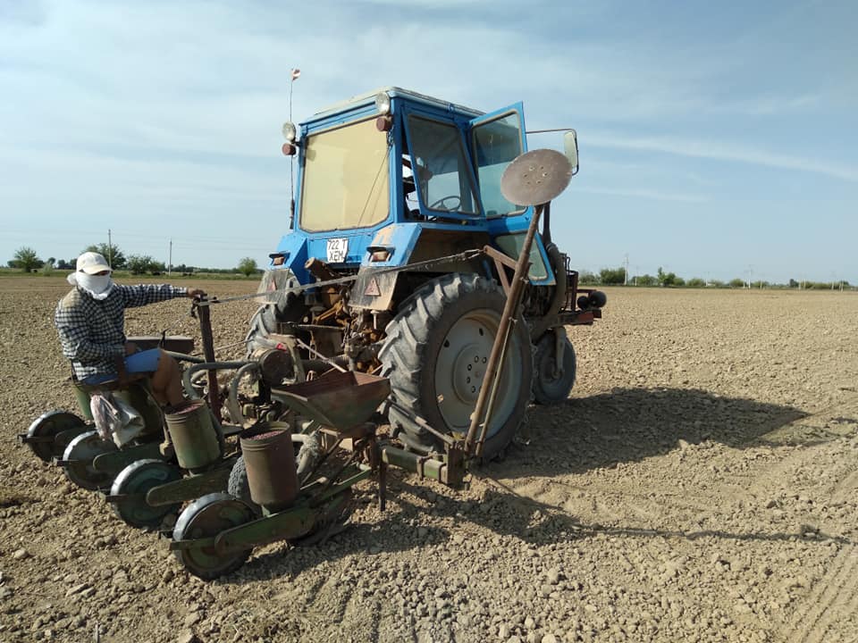 جەتىساي اۋدانىندا ماقتا 45 مىڭ گەكتارعا ەگىلەدى