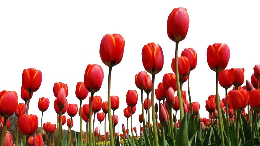 جاۋقازىن جانە جاپون جىگىتى