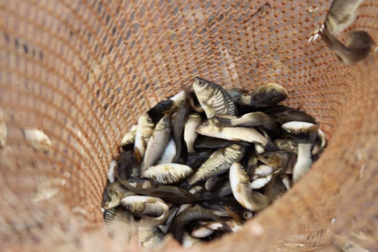 يۋري شيشكين ون جىلدان بەرى  بالىق وسىرۋمەن اينالىسادى