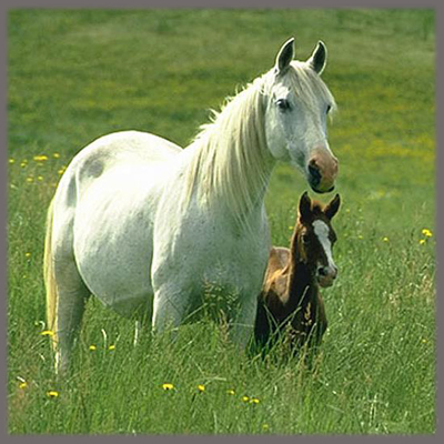 كوك بيەنىڭ كوز جاسى (اڭگىمە)