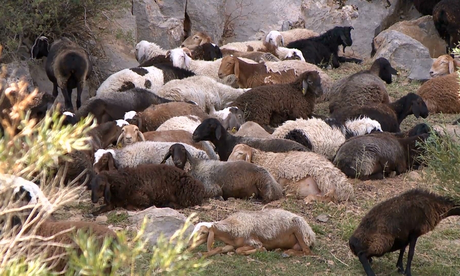 پانفيلوۆ اۋدانىندا مال باسى كوبەيىپ كەلەدى