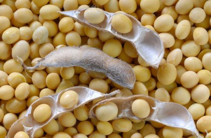 العاش رەت سويا داقىلىن ەكتى