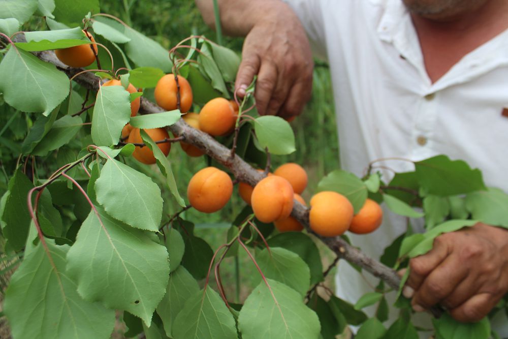 جەتىسايلىقتار قارقىندى باۋدىڭ جەمىسىن جيناي باستادى