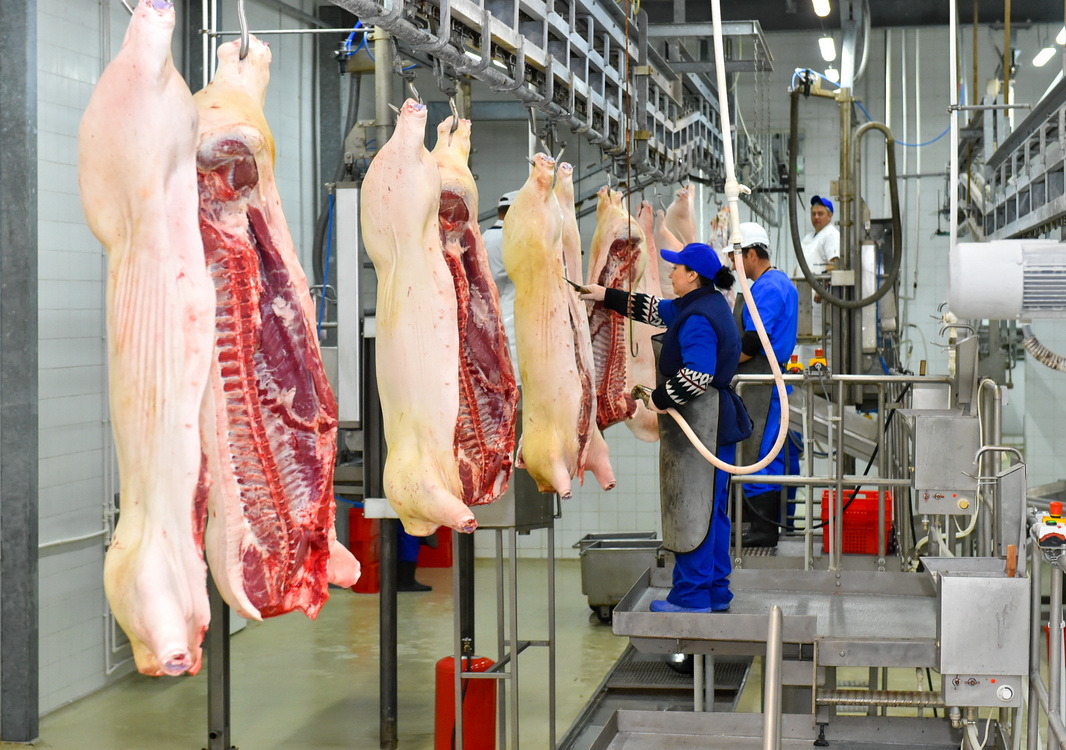 ورتالىق ازيادا تەڭدەسى جوق ەت كومبيناتى پايدالانۋعا بەرىلدى