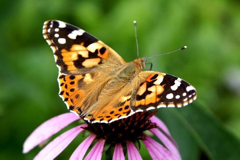 كوبەلەكتىڭ كوبەيگەنىنەن قاۋىپ از