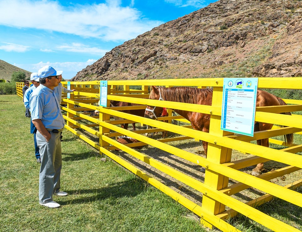 قىزىلوردادا ءداستۇرلى V مالشىلار سلەتى ءوتتى