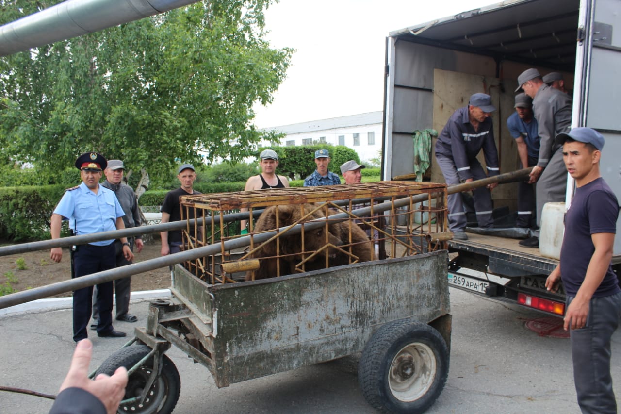 «قىلمىسكەر» ايۋ تۇرمەدەن بوسادى