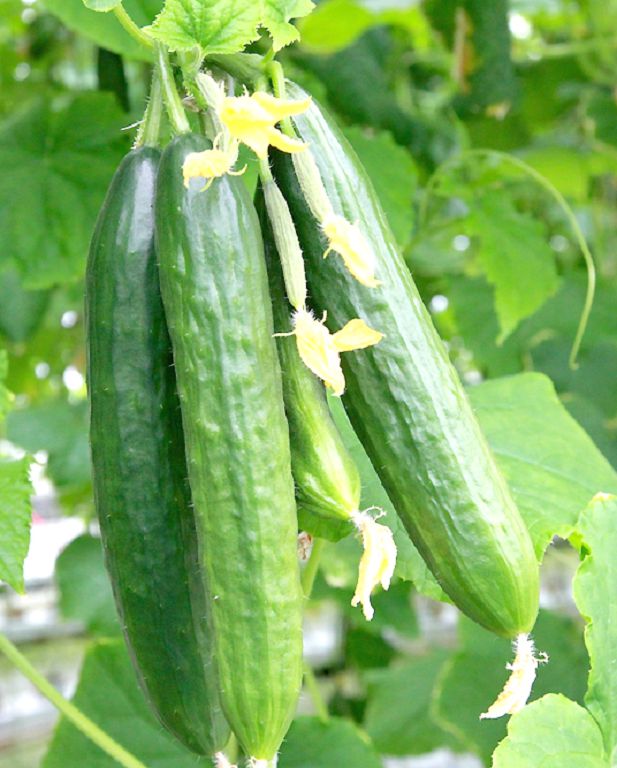 زەرەندىدەگى زەردەلى ەڭبەك