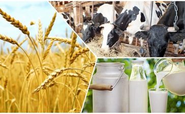 ارالاسپاسا اعايىن دا جات