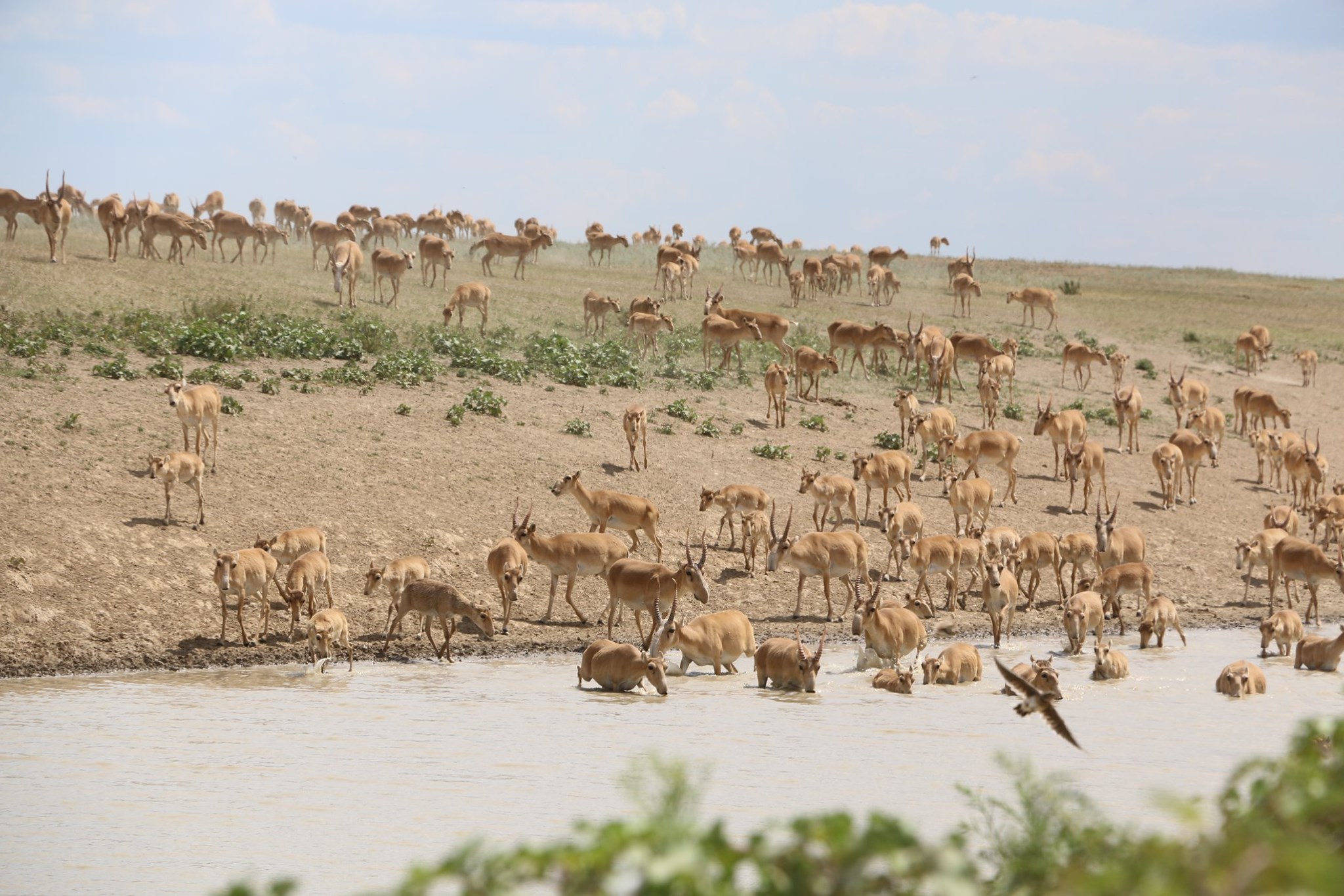 ەلىمىزدەگى اقبوكەندەر سانى 350 مىڭعا جۋىقتادى