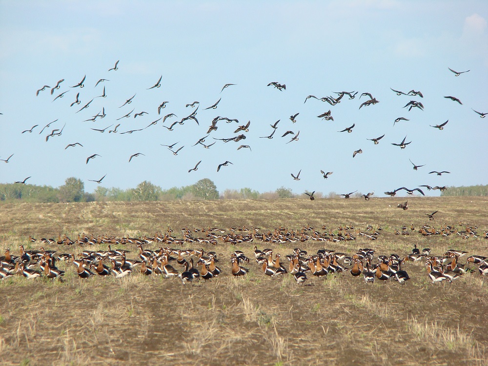 قاراشاقازعا قامقورلىق