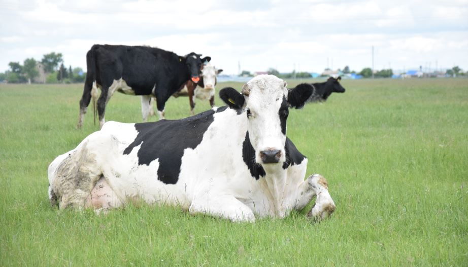مەملەكەتتىڭ قولداۋىمەن كاسىپ اشقان شارۋالار