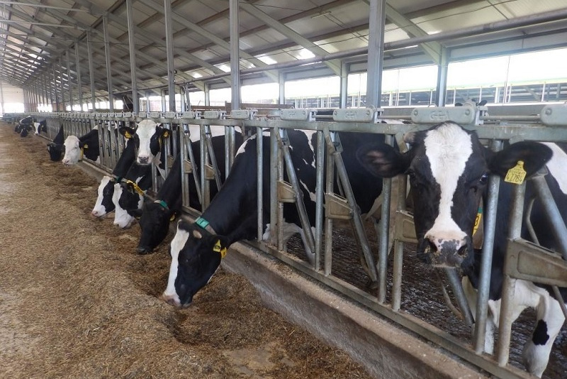 شەتەلدەن 10 مىڭ  اسىل تۇقىمدى مال اكەلىنبەك