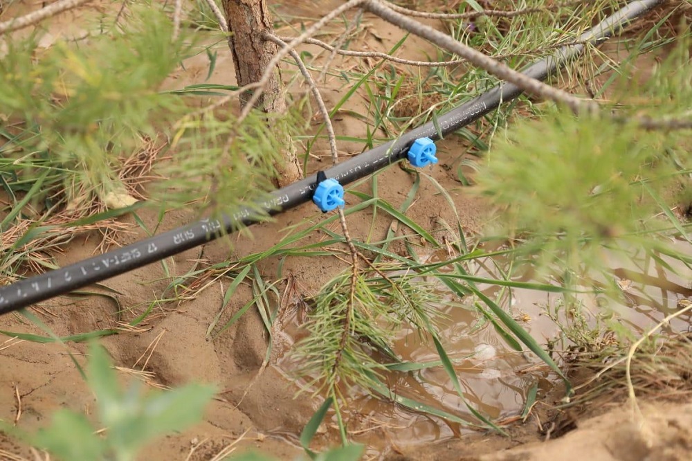 اقتوبەدە جاسىل جەلەكتى سۋارۋدىڭ جاڭا ءادىسى جۇزەگە اسۋدا