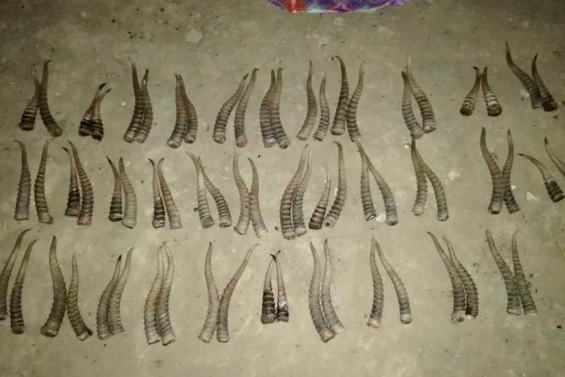 اۆتوكولىگىنەن كيىكتىڭ 70 دانا ءمۇيىزى تابىلعان ادام ۇستالدى