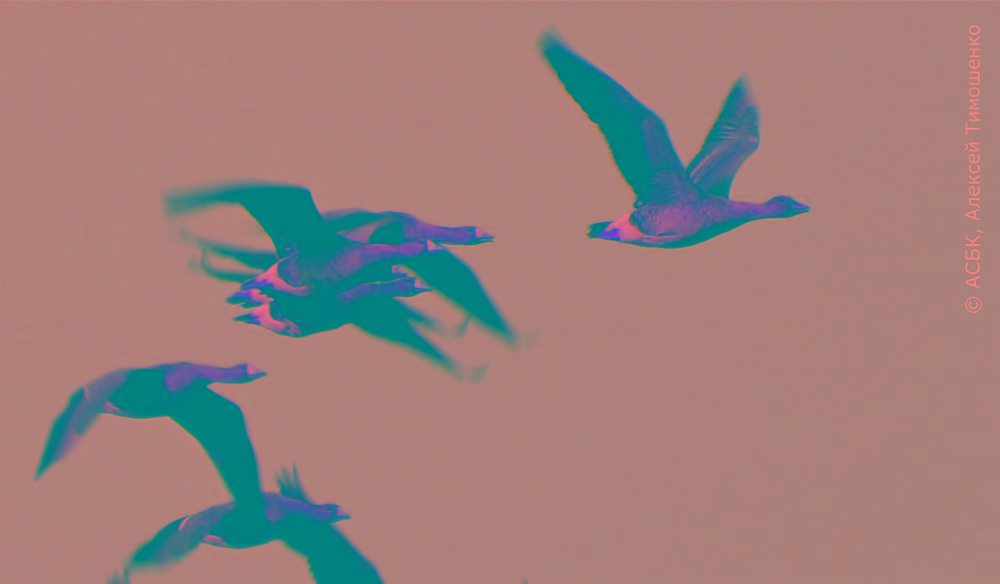 قاراشا قازعا قامقورلىق