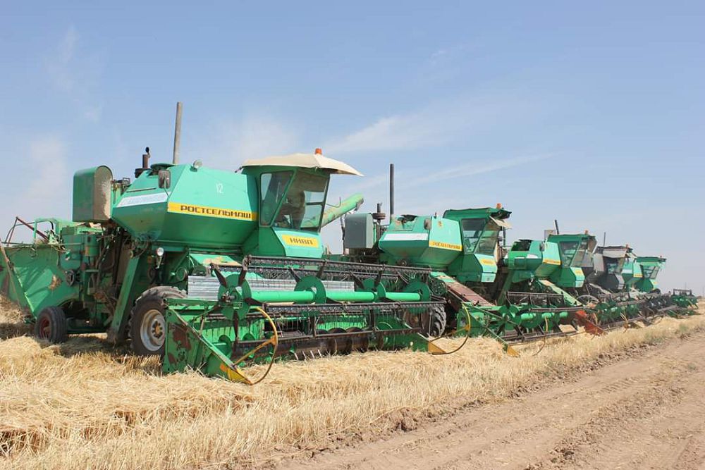 كۇنگەيدە ەگىنگە وراق ءتۇستى