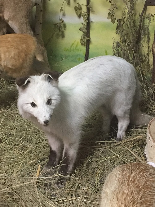 البينوس تۇلكىنىڭ تاعدىرى