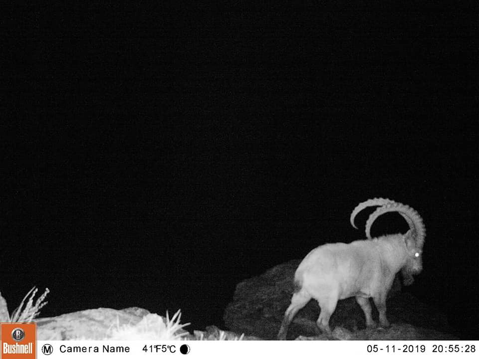 كاتونقاراعاي مەملەكەتتىك ۇلتتىق تابيعي پاركىندە فوتوقاقپانعا تۇسكەن سۋرەتتەر جاريالاندى