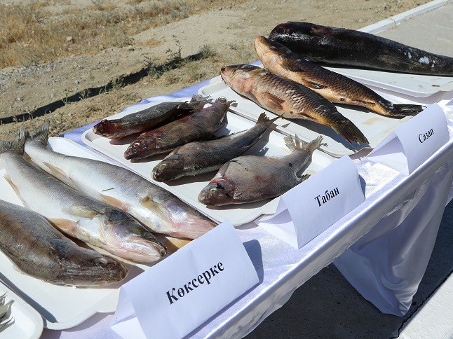 قىزىلوردا وبلىسىندا V بالىقشىلار سلەتى ءوتتى