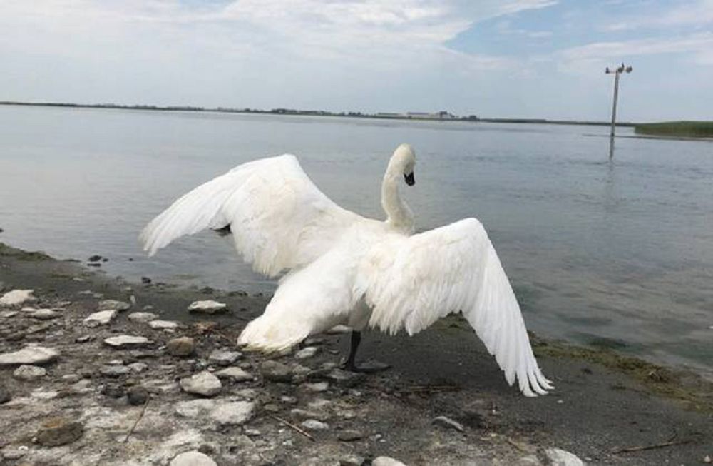 اداسقان اققۋلاردى امان الىپ قالدى