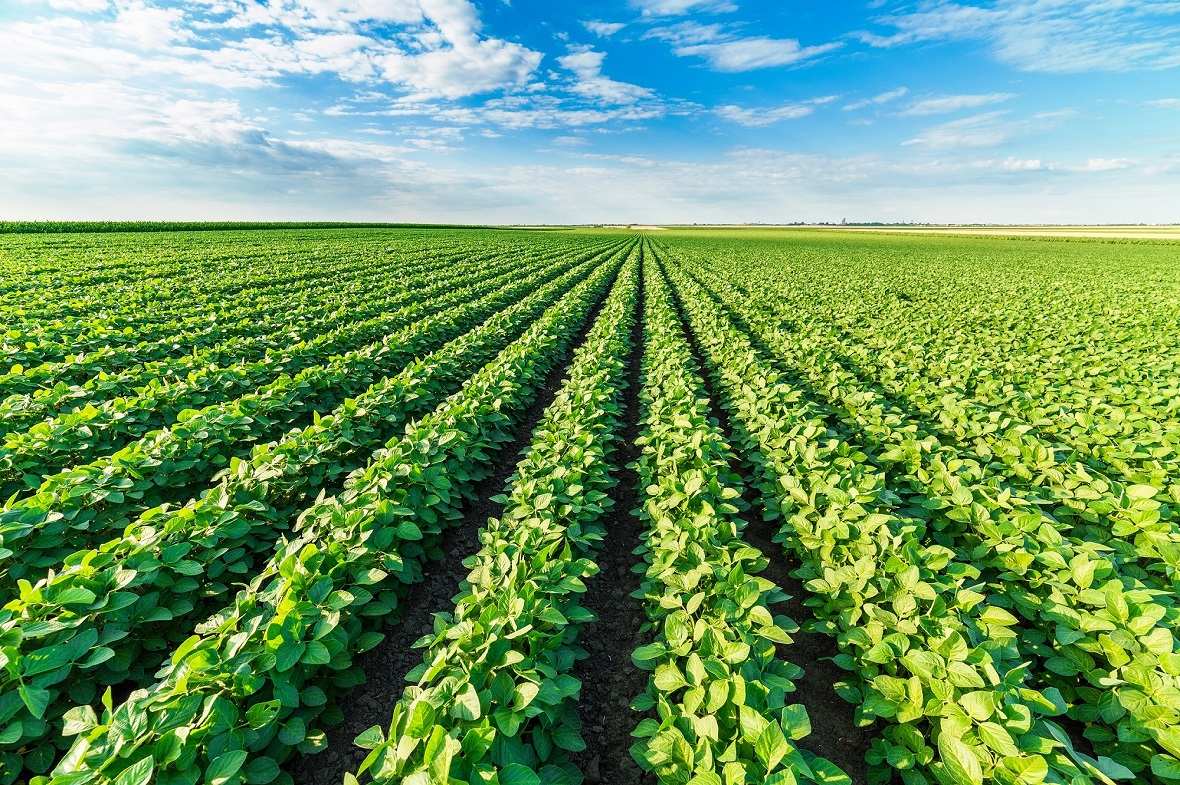 سۋبسيديانىڭ كومەگى زور, بىراق اۋرەسى كوپ