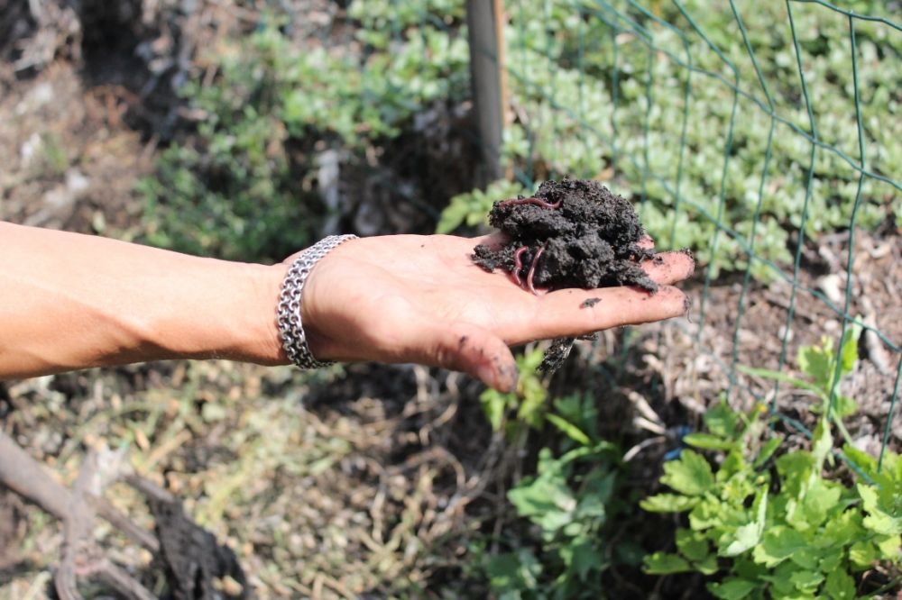 بودەنە ساڭعىرىعى – بيووتىن