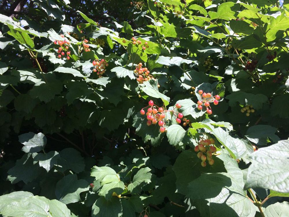 كوز جاۋىن العان مويىلدار