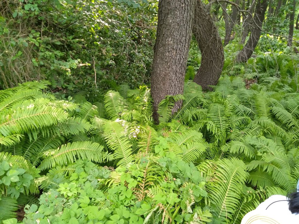 قىرىققۇلاق –  قۇسمۇرىن تايگاسىنىڭ كوزى