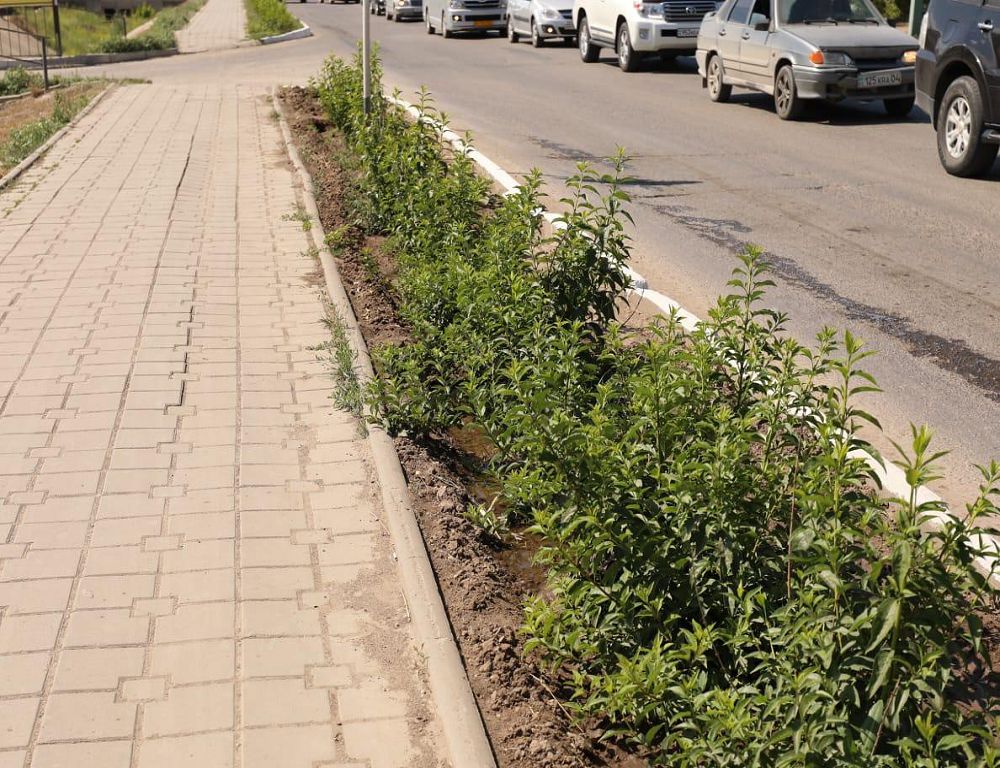 تال-تەرەكتى سۋارۋدىڭ جاڭا ءتاسىلى