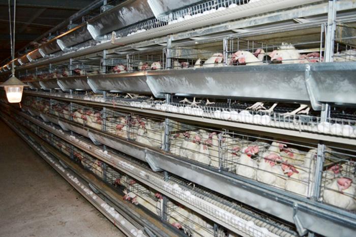 قارماقشى اۋدانىندا قۇس فابريكاسى سالىنىپ جاتىر