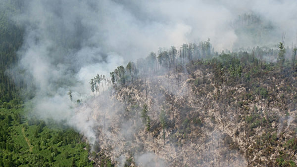 سىبىردەگى ورمان ورتتەرىن ءوشىرۋ ءتيىمسىز – Greenpeace (ۆيدەو)