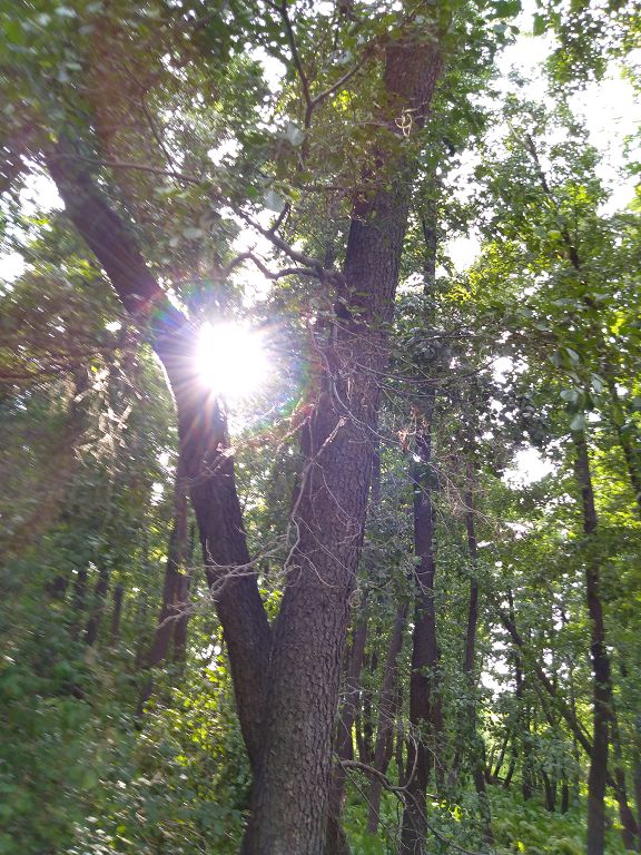 قاسيەتتى قاندىاعاش