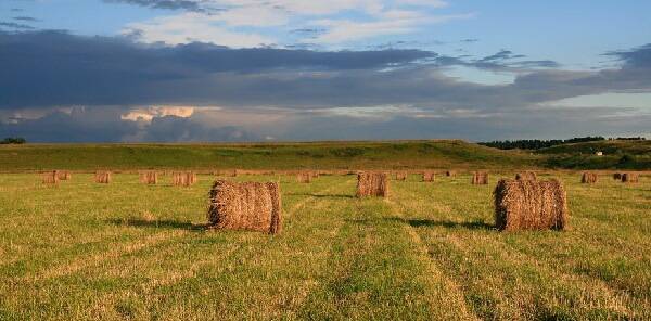 قوستانايداعى قۋاڭشىلىقتىڭ استىق پەن جەم-شوپكە كەرى اسەرى بولاتىن ءتۇرى بار