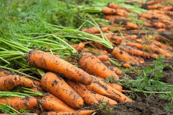 كوكونىس نارىعىندا كورشىلەر ۇتىپ تۇر