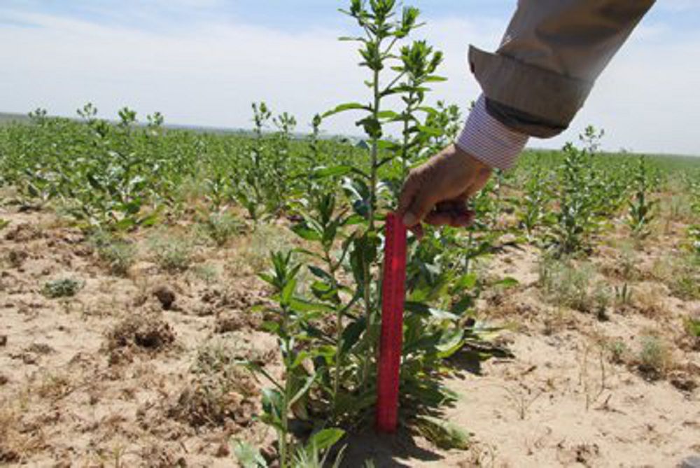 «زەبا» ايماققا ۇلكەن تابىس اكەلەدى