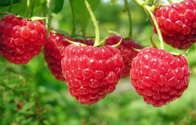 تاڭقۋرايى توگىلىپ تۇر