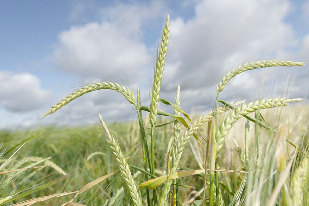 اق بيداي مەرەكەسى