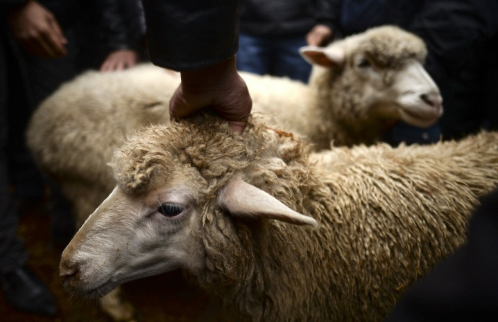 ەلوردادا قۇرباندىق شالاتىن ورىندار بەكىتىلدى