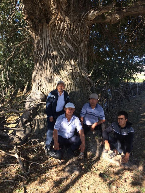 بالىقشى اۋليە باسىندا