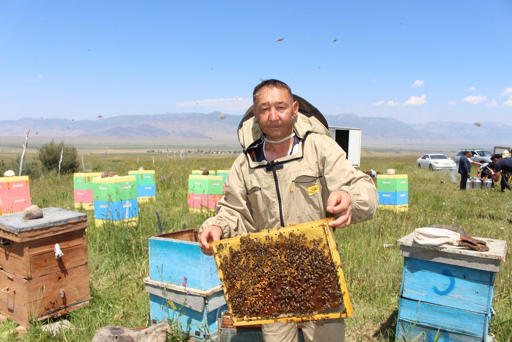 بال اراسى – تابىس كوزى