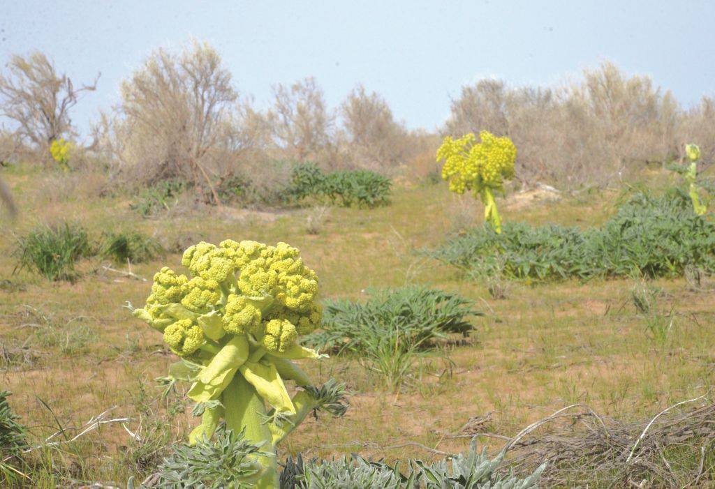 كەۋرەكتىڭ اششى ءدامى