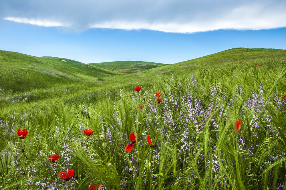 وسىمدىك الەمىنىڭ قاسيەتىن تاني الدىق پا؟