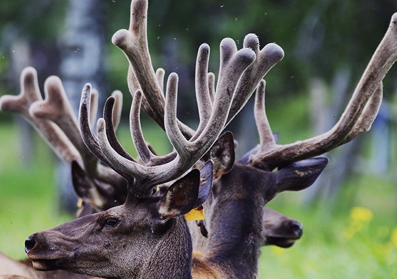 قازاقستاندىق شەكارادان 13 دانا بۇعى ءمۇيىزىنىڭ كەسىندىلەرىن الىپ وتپەك بولعان