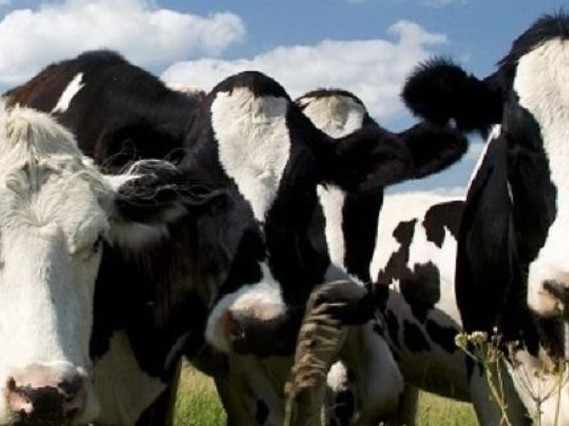 تالدىقورعاننىڭ ءىرى قارا مالىنا قىتايلار قىزىعىپ وتىر