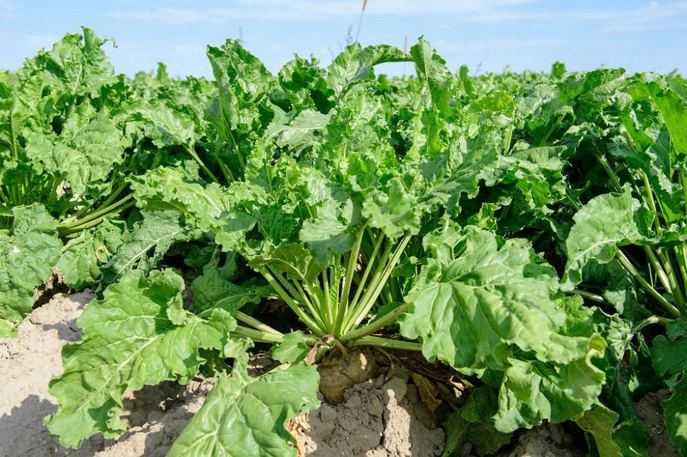 داڭقتى داقىل كولەمىنىڭ ارتۋىنا سەرۆيستىك دايىنداۋ ورتالىقتارى وڭ اسەر ەتتى