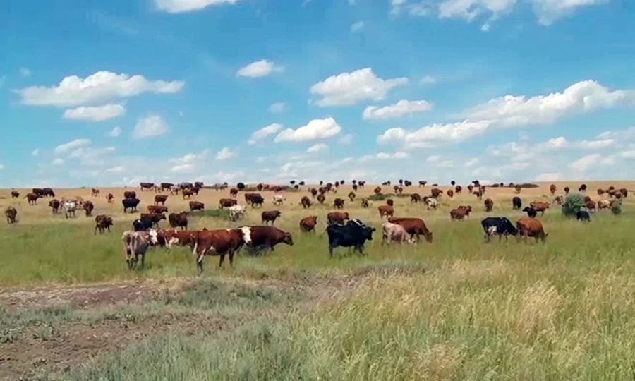 سولتۇستىك قازاقستاندا ءىرى قارا مال بەلگىسىز كەسەل جۇقتىردى
